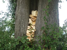 Tree Fungi